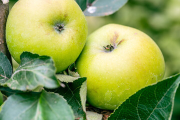 Malus domestica pertenece a la familia Rosaceae.