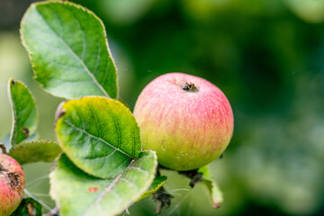 Fototapeta premium Malus domestica pertenece a la familia Rosaceae.