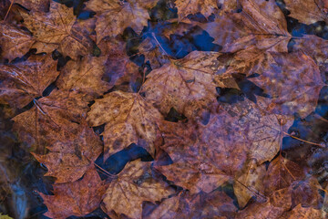 Herbstlaub liegt im Wasser