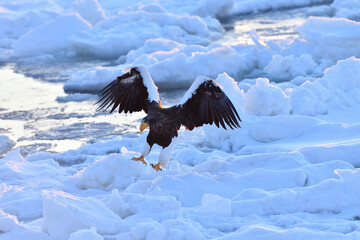 Bird watching with floating ices in winter