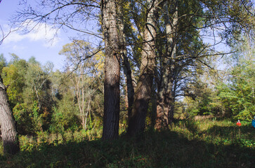 forest grove of Populus tremula, called as common aspen