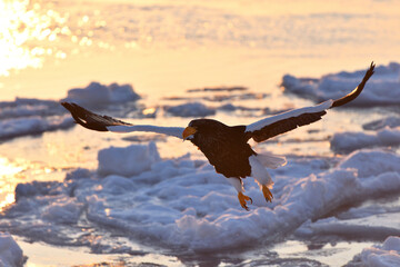 Obraz premium Bird watching with floating ices in winter