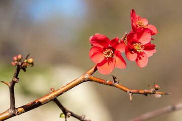 Beautiful red flowers of chaenomeles, close-up of Japanese quince flowers, pink buds of flowering plants in the Rosaceae family.