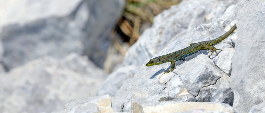 Mosor rock lizard // Mosoreidechse, Mosor-Gebirgseidechse (Dinarolacerta mosorensis) - Lovćen National park, Montenegro