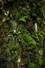 A tree with moss in the wild forest. 