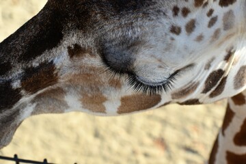 動物園の麒麟（キリン）