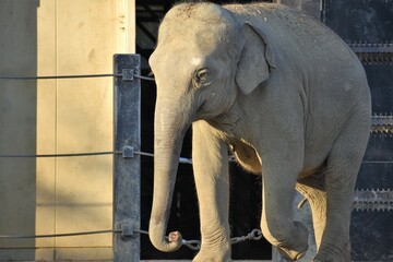 Fototapeta premium 動物園の象（ゾウ）
