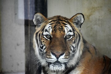 Fototapeta premium 動物園のトラ
