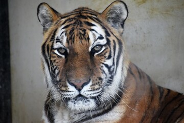 動物園のトラ