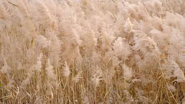 Dry pampas grass field close-up, texture and natural background.