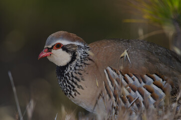 Red-legged partridge Alectoris rufa. Pajonales. Integral Natural Reserve of Inagua. Tejeda. Gran Canaria. Canary Islands. Spain.