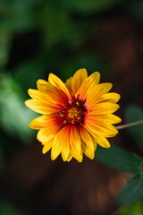 Yellow gaillardia flower with a red core. Beautiful bright garden perennial flower Gaillardia (Latin Gaillardia). Selective focus. Vertical image.