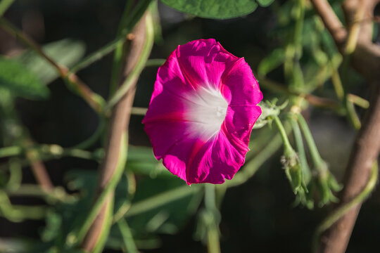 Convolvulus tricolor (Convolvulus tricolor) is a herbaceous annual with bright purple flowers. Convolvulus althaeoides flower, summer morning garden. Selective focus.
