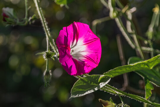 Convolvulus althaeoides flower, summer morning garden. Selective focus.Convolvulus tricolor (Convolvulus tricolor) is a herbaceous annual with bright purple flowers. 