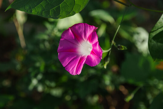 Convolvulus althaeoides flower, summer morning garden. Convolvulus tricolor (Convolvulus tricolor) is a herbaceous annual with bright purple flowers. Selective focus.