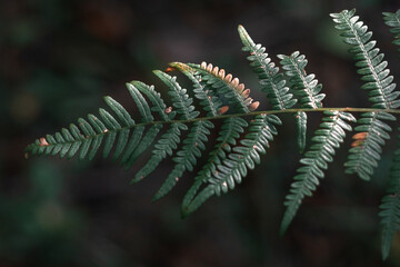 Beautiful background of young green fern leaves. Fern leaves are green close-up. A fern leaf. Selective focus.