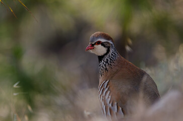 Red-legged partridge Alectoris rufa. Pajonales. Integral Natural Reserve of Inagua. Tejeda. Gran Canaria. Canary Islands. Spain.
