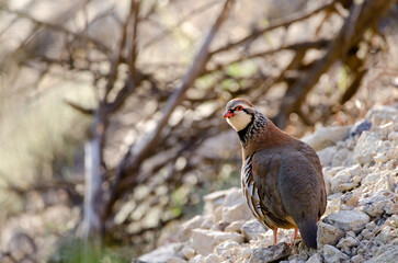 Red-legged partridge Alectoris rufa. Pajonales. Integral Natural Reserve of Inagua. Tejeda. Gran Canaria. Canary Islands. Spain.