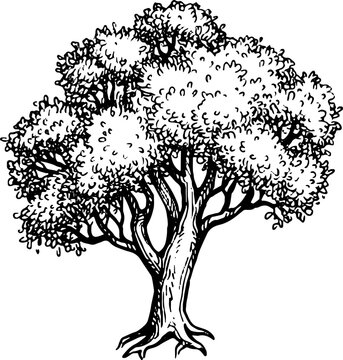 Oak tree ink sketch.