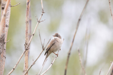 Male Common whitethroat sitting on a tree branch in spring