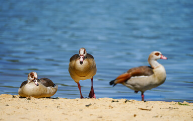 Egyptian geese on the shore of a lake. Waterfowl in natural environment in nature. Alopochen aegyptiaca.
