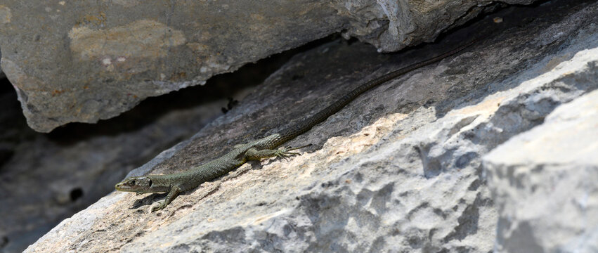 Mosoreidechse, Mosor-Gebirgseidechse - Weibchen // Mosor rock lizard - female (Dinarolacerta mosorensis) - Lovćen Nationalpark, Montenegro