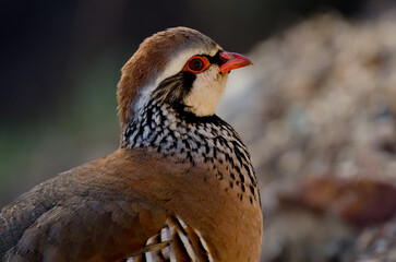 Red-legged partridge Alectoris rufa. Pajonales. Integral Natural Reserve of Inagua. Tejeda. Gran Canaria. Canary Islands. Spain.