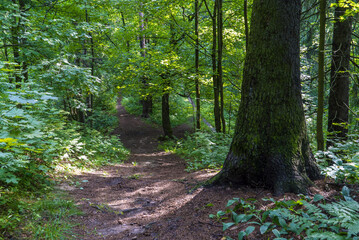 Fototapeta premium The trunk of an old spruce tree in the forest along the path.