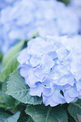 hydrangea flower in close up with pastel blue colors - 544598753