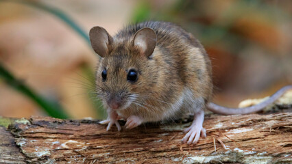White-throated wood mouse on an old tree