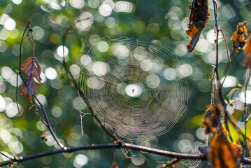 A spider on a web early in the morning in the glare of light.