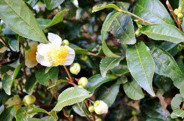 秋に咲くお茶の花　風景