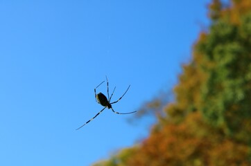 青空とクモ　秋の日　風景