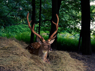 deer resting on a hot day