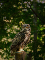 great horned owl