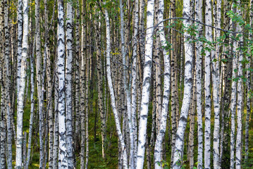 High trunks of birch trees . Birch grove. Leningrad region.