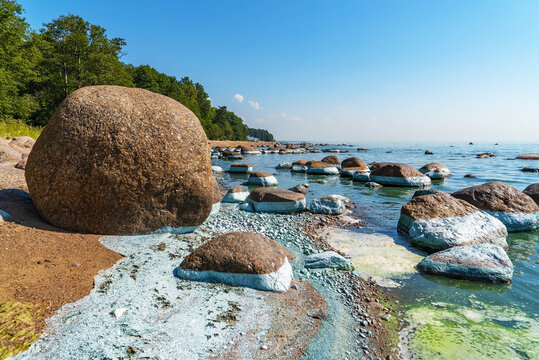 Blooming of water, blue-green algae near the shore of the Gulf of Finland, Repino, St. Petersburg