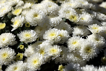 Kolorowe kwiaty chryzantemy na grobach na cmentarzu.  - obrazy, fototapety, plakaty