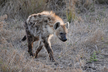 Spotted hyena  in the evening sun in Kruger National Park