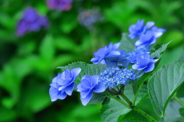 雨に濡れて咲く