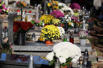 Kolorowe kwiaty chryzantemy na grobach na cmentarzu. 