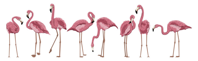 Set of red american flamingos in different poses. Phoenicopterus ruber or Caribbean flamingo. Wild birds of South America, Galapagos and Caribbean islands. Realistic animal.