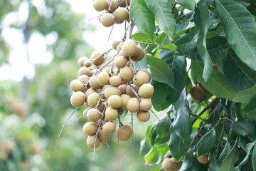 Longan orchard that bears fruit on the tree It is a tropical fruit in Thailand