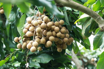 Longan orchard that bears fruit on the tree It is a tropical fruit in Thailand
