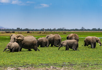 Fototapeta na wymiar Elephants in Amboseli National Park, Kenya