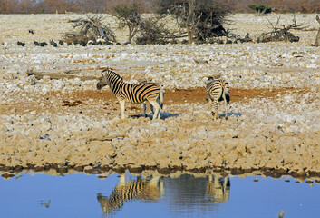 Fototapeta na wymiar Two Burchell's Zebra standing at the waters edge - with reflection in bright blue water.