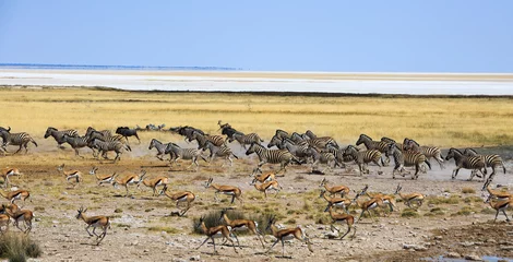 Fotobehang Large herd of wildebeest, zebra and antelopes running across the African Plains © paula
