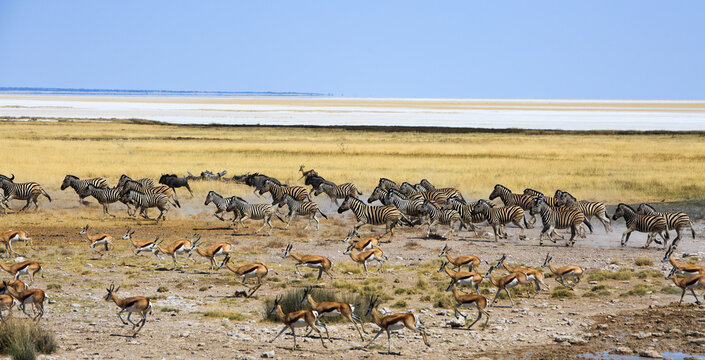 Large herd of wildebeest, zebra and antelopes running across the African Plains