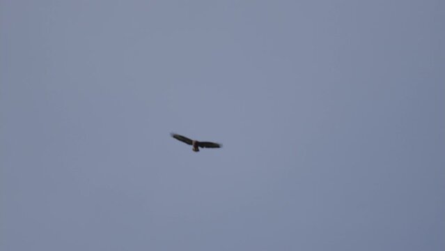 bird of prey flying in mid-air