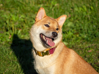 Shiba Inu plays on the dog playground in the park. Cute dog of shiba inu breed walking at nature in summer. walking outside. 